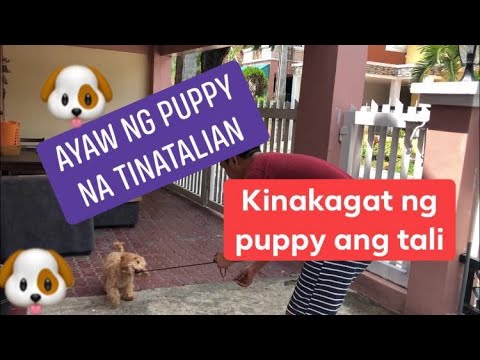 Video: Paano Pipigilan Ang Iyong Aso Mula Sa Paghugot Ng Tali