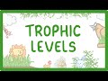 Trophic Levels In Food Chains Explained