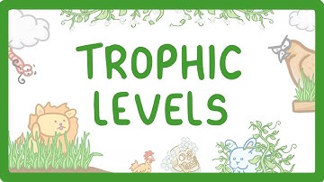 GCSE Biology - Trophic Levels - Producers, Consumers, Herbivores & Carnivores (2026/27 exams)