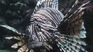 Lionfish invasion in the Atlantic Ocean