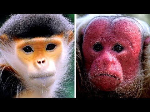 Vídeo: As Raças De Macacos Mais Famosas