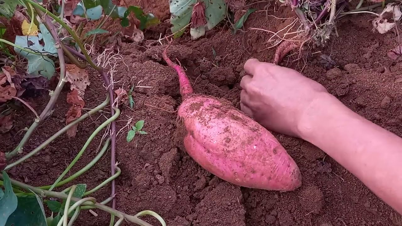 Nah ini ,.. jenis ubi yang saya cari.