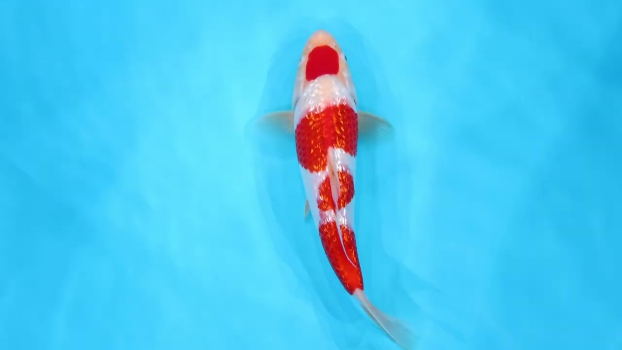 若鯉直前販売会2026】AJYKS2026-005の出品鯉のご紹介！！ - YouTube