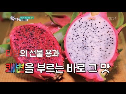 [6시내고향-창원] 태양이 내린 선물 용과 - 경남 통영 (2018.08.22,수)