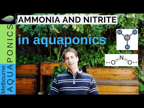 Wie verwalte Ammoniak und Nitrit | aquaponics Wasser