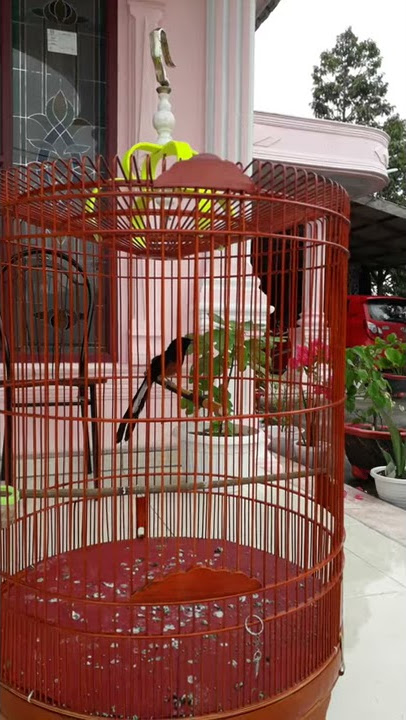 MURAI BATU NAGASEWU🐉 - (Bossman Tiger - Tiger Birdfarm Bengkulu)