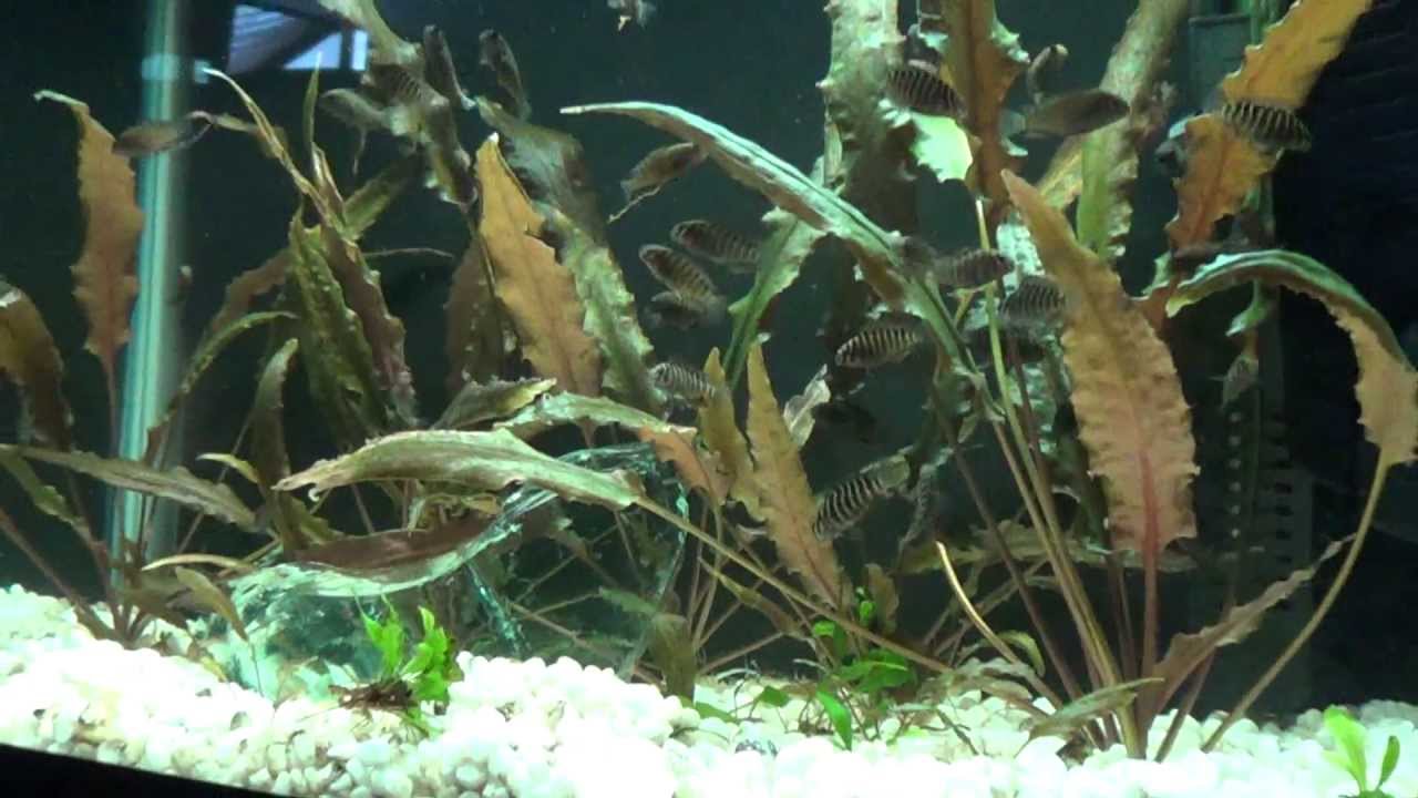 tropheus red rainbow 10 gallon fry tank