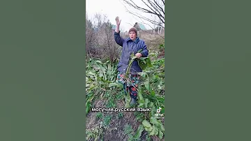 Хрен! Минутка смеха🤣🤣#shorts