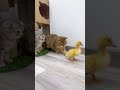 Kittens want to play with duck #shorts #kittens #cats #duck