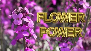 Flower power Sony FDR AX 700 🇳🇱