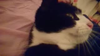 Кот после приступа эпилепсии Кот после приступа эпилепсии