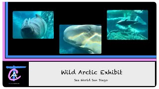 Wild Arctic Exhibit in 4K (Beluga Whales, Seals, & Walruses) & Gift Shop @ Sea World San Diego
