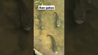 Ikan Gabus