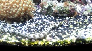 My Eel and Clownfish
