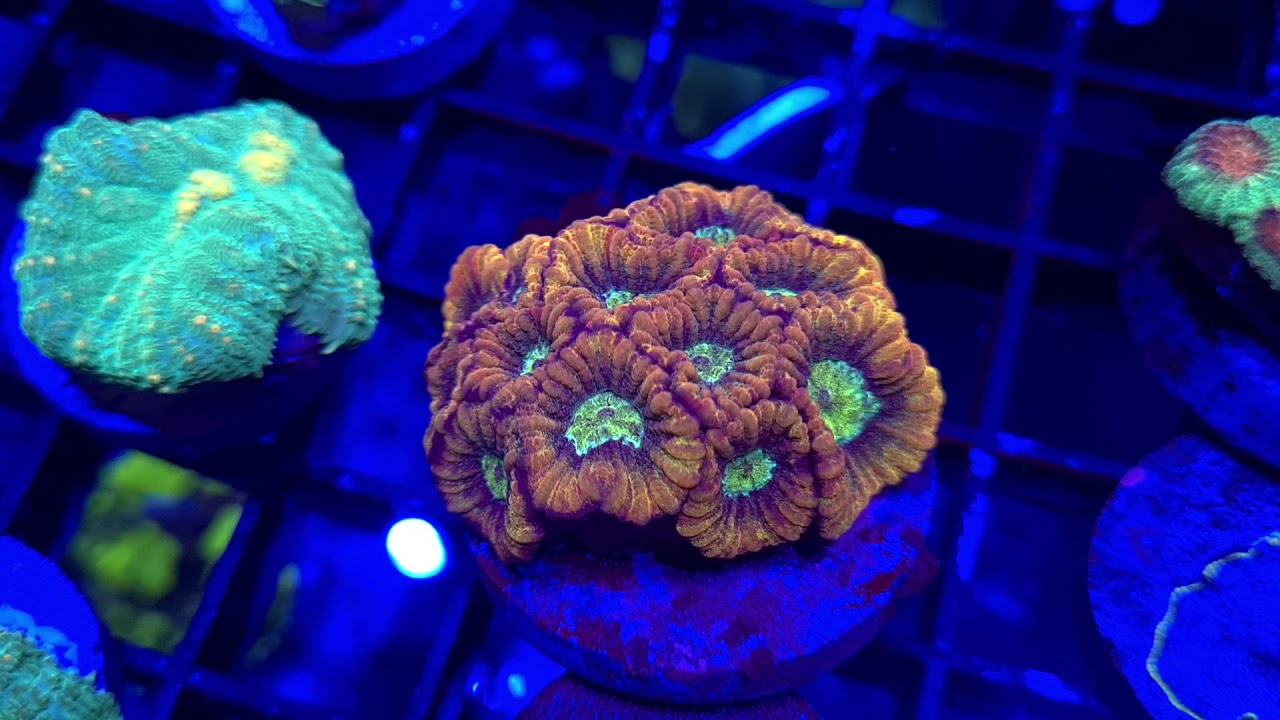 CF Rainbow Micromussa