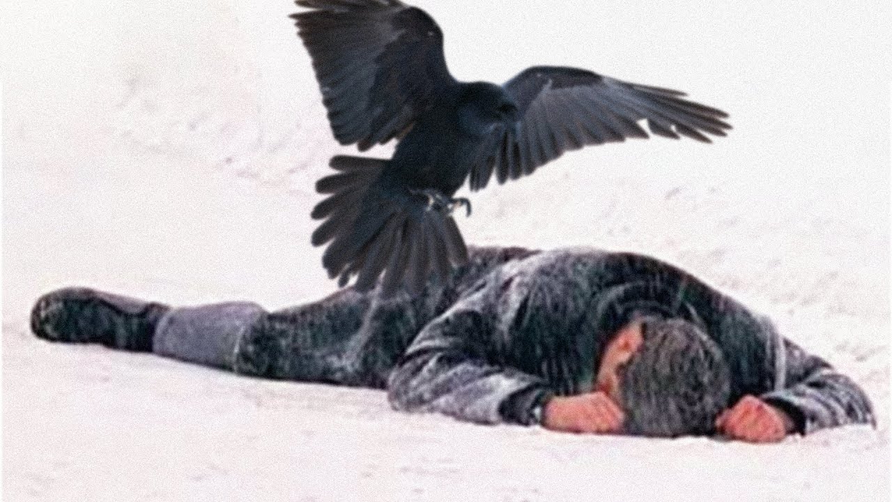 Ворон неистово долбил клювом околевшего мужчину на глазах у жены. Он не ...