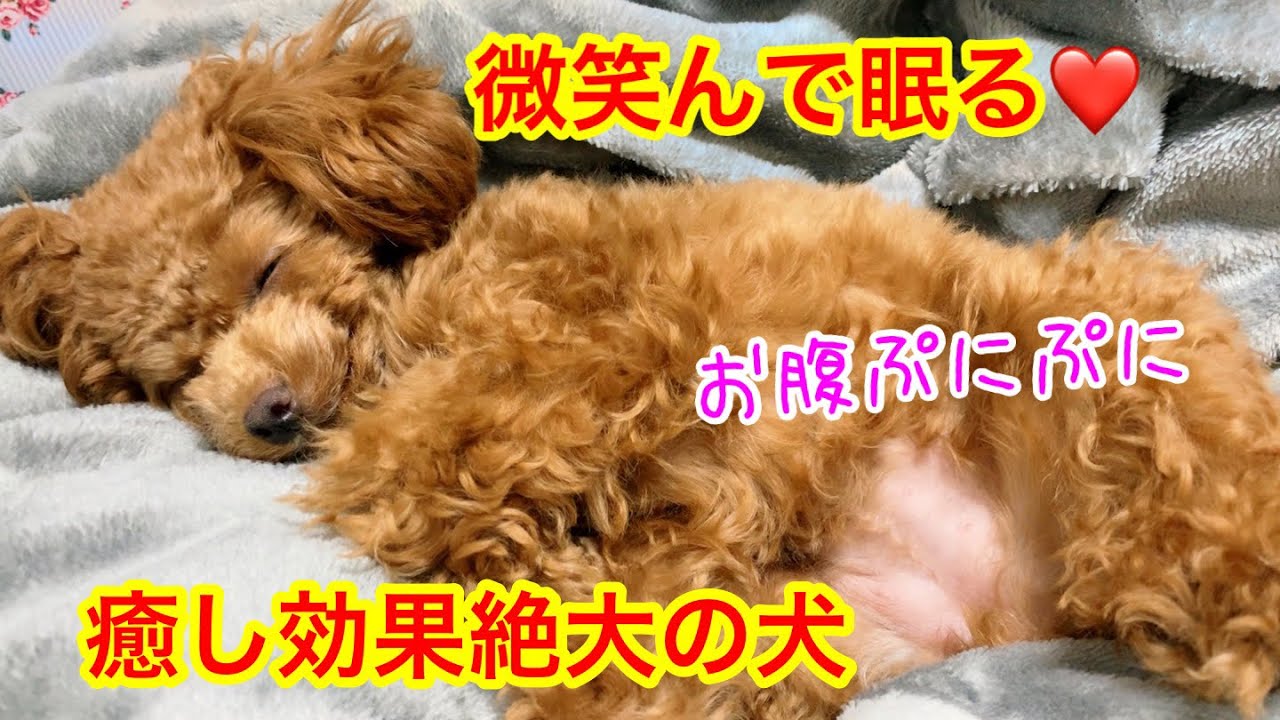 笑う犬 笑顔で眠る癒しの犬動画 トイプードルのコロン Youtube