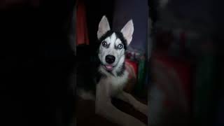 #HUSKY NAGBIGAY NG #SWERTRES NUMBER, TAYA NA! | Wakyrie Abs #swertres #siberianhusky #siberianhusky by Wakyrie Abs 72 views 1 year ago 2 minutes, 4 seconds