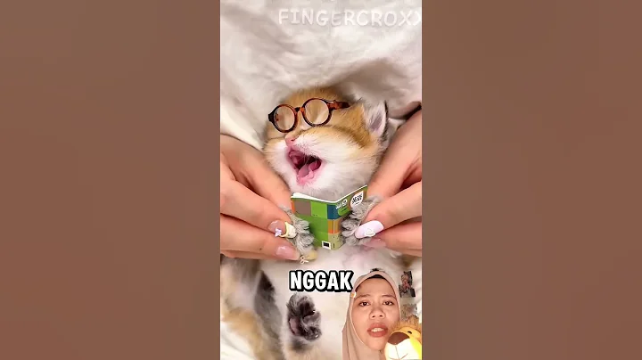 #kucinglucu #kucinganggoralucudanimut #kucing #kucinglucubandung #cat #kucingbelangtiga #kucinggemoy