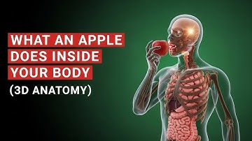 What an Apple Does Inside Your Body (3D Anatomy)