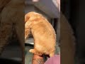 Cute Golden Retriever Male Puppy for Sale 😍 | @Petzz_world #shorts #foryou #viralvideo #trendingnow