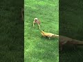 MOM TO THE RESCUE! Doe Saves Fawn from Fox Attack 🦌🦊