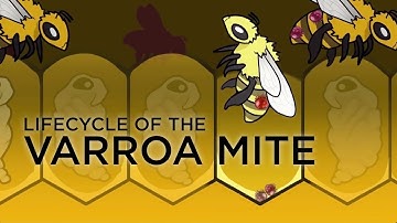 Life cycle of varroa mites and their effect on honey bee colonies