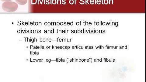 Chapter 7 - Skeletal System