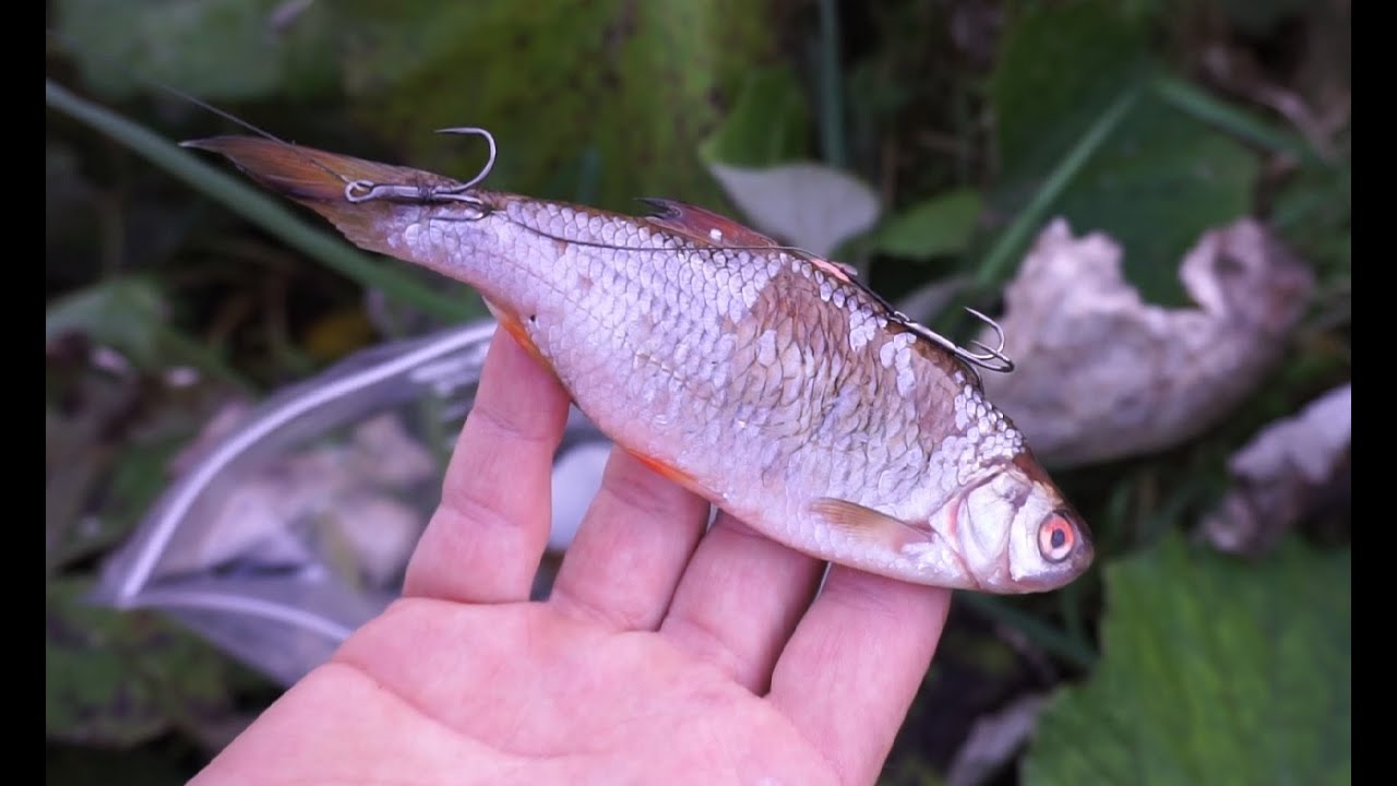 dead river baits
