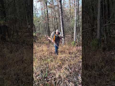 صيد الغزلان صيد الغزلان ميسيسيبي الصيد مع الكلاب