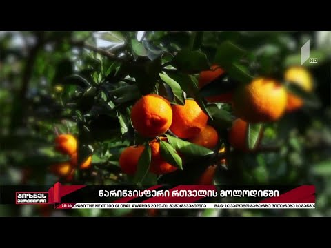 ციტრუსის რთველი იწყება