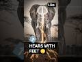 Elephants Can Hear With Their Feet 🐘😳 | Amazing Animal Fact