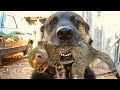 Heroic Dog Runs Into Flames When No One Else Could And Comes Out With Kitten In Mouth.