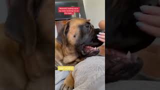 Bowser said She Started it! #dog #dogs #cutedog #funnydogs #shorts