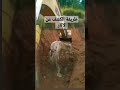 كيف تستخرج الآثار من باطن الأرض