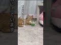 外傷性横隔膜ヘルニアで手術をした保護猫ヤッケ君〜その後の様子 #かわいい猫 #子ネコ #保護猫 #猫のいる暮らし #cat #かしわねこ #猫好きさんと繋がりたい #動物プロダクション #ねこ動画