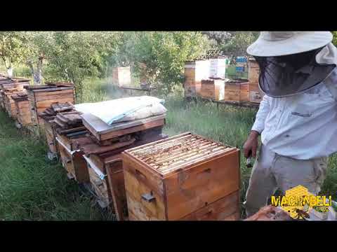 სელექცია (I ნაწილი) დედა ფუტკრის შეცვლა - მაჩაბლის საფუტკრე