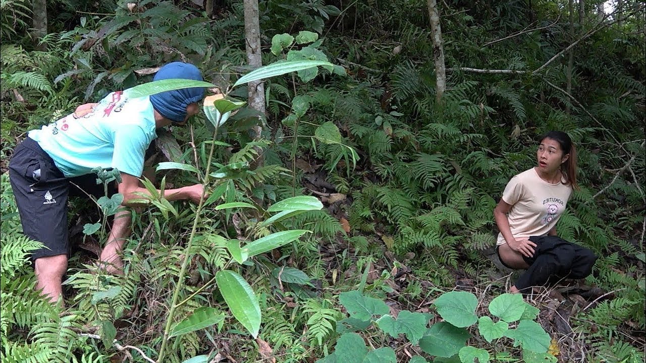 Full video  Nurturing cassava plants   going to look for seeds and meeting bad people