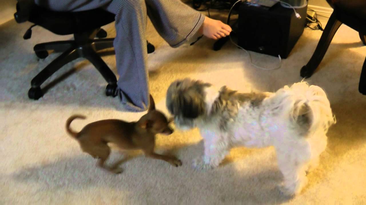 cuddly wrap Skippy and Sarah Playing