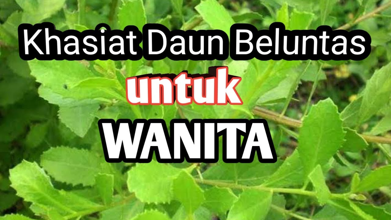 KHASIAT DAUN BELUNTAS UNTUK WANITA - MACAM KHASIAT 