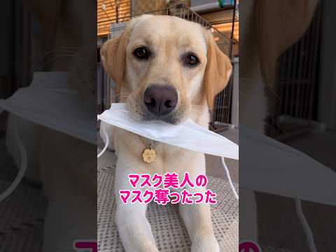 マスク美人のマスク奪ったった♡#shorts #labradorretriever #大型犬 #ラブラドールレトリーバー #dog