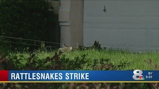 Rattlesnakes kill dogs in Polk County