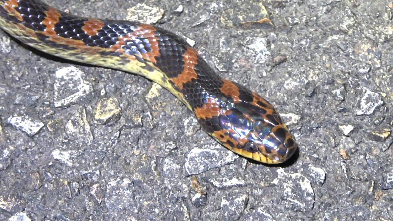 Don't touch this snake under any circumstances! - YouTube