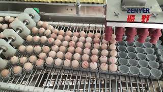 Zenyer 711A egg farm packer automatic egg transfer egg packing machine 20000 eggs per hour