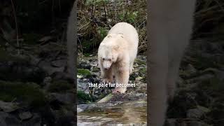 Why This White Bear Is Almost Impossible To Find