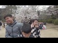 日本自由行之樱花行 19 春天樱花盛开时，美的像一副画 新宿御苑 Shinjuku Gyoen National Garden Tokyo, Japan