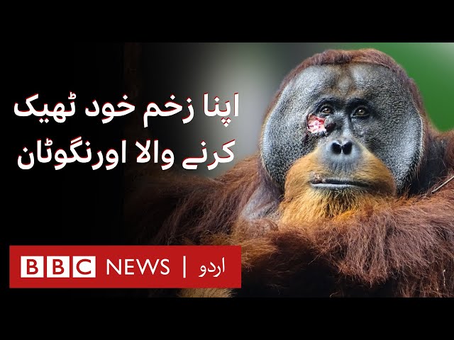 This wild orangutan treated his own wound and healed within a month - BBC URDU class=