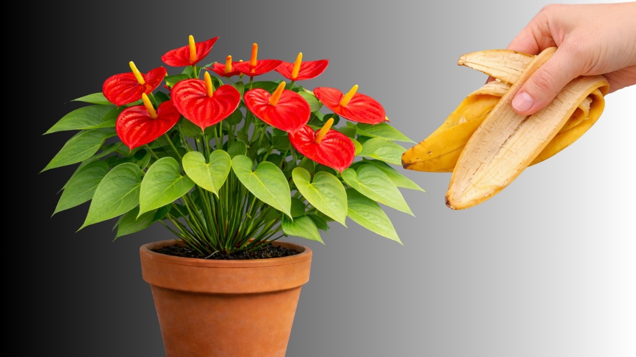 Установите один натуральный элемент у основания! Антуриум образует крепкие корни и цветет круглый...