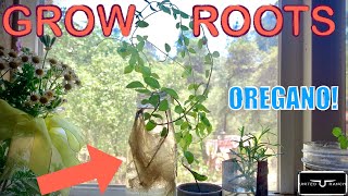 How I Quickly Grow LARGE HEALTHY ROOTS on Grocery Store OREGANO!