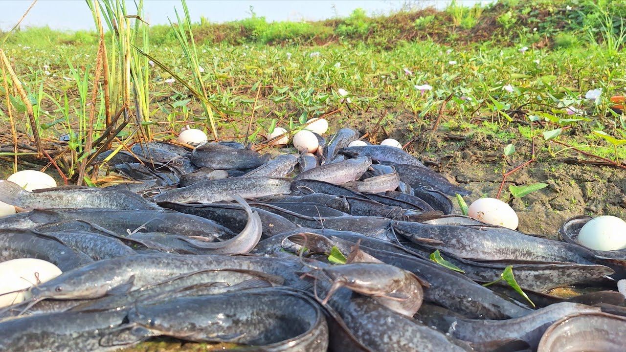 Pav Fishing! Catch fish in the meadow and collect lots of eggs.